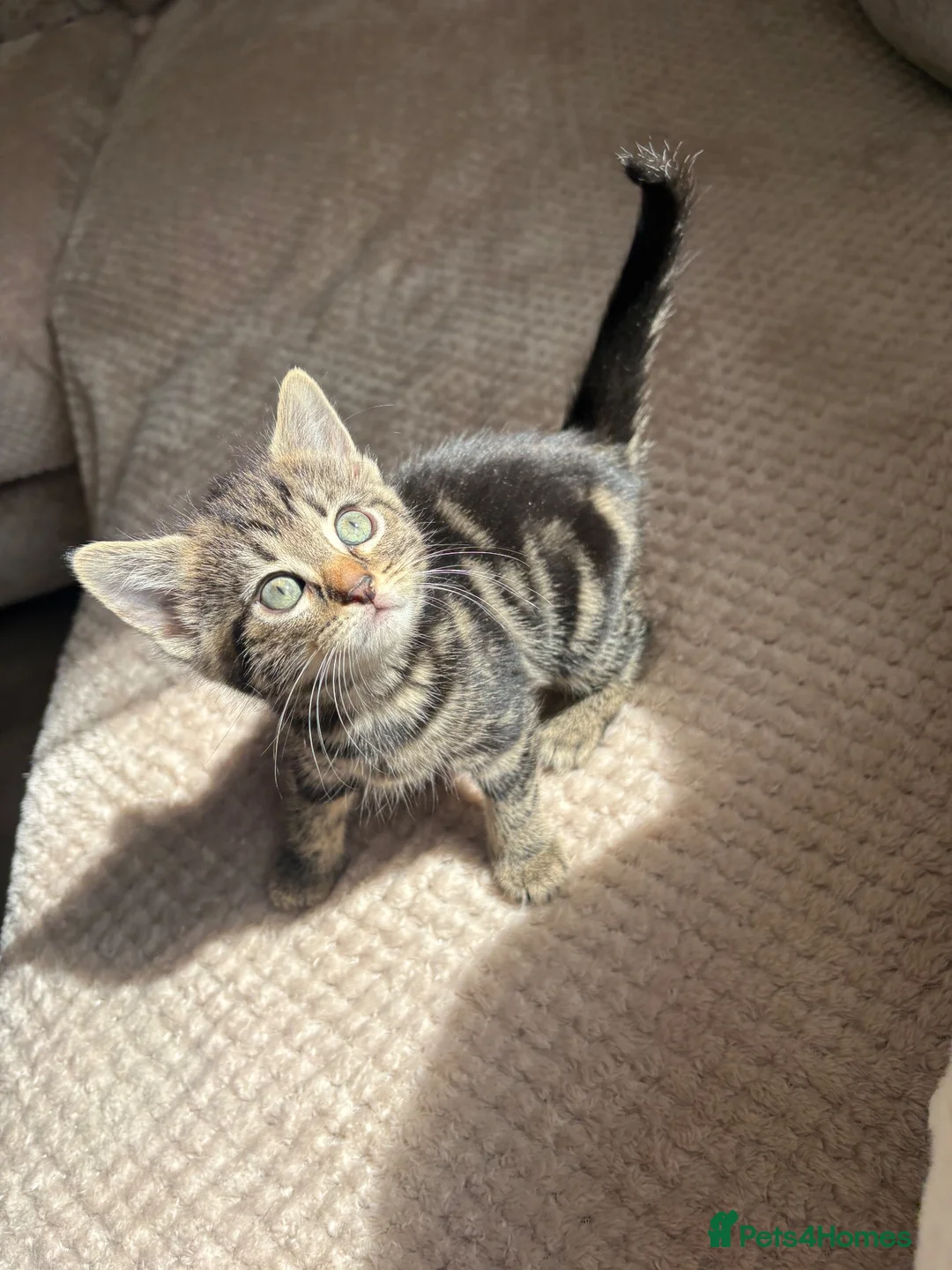 Domestic Shorthair cats for sale: Gorgeous little kittens looking for a forever home - Advert 1