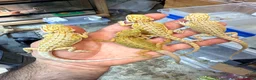 Bearded Dragon reptiles for sale: Super Citrus YELLOW US Bloodline  - Advert 1