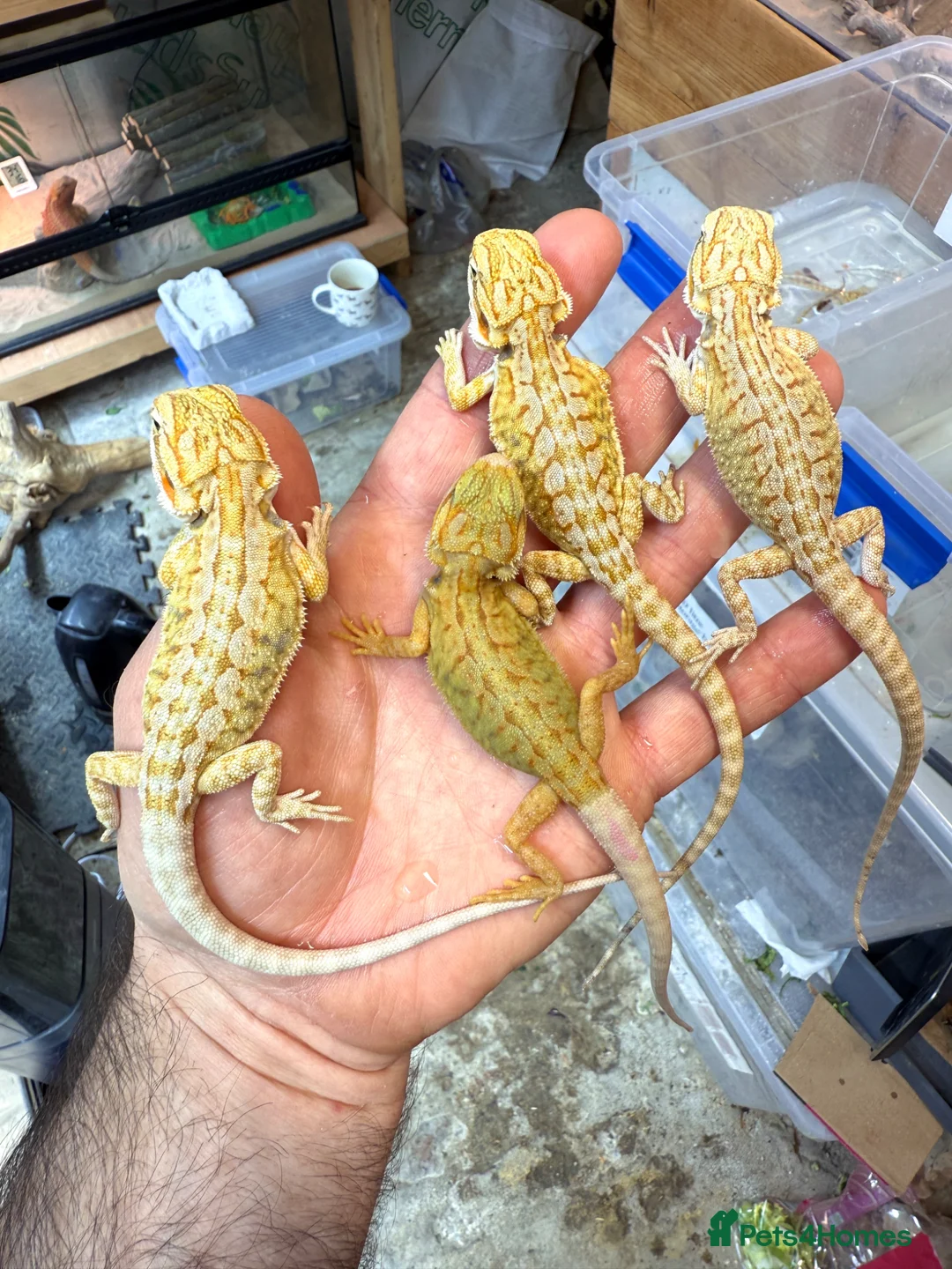 Bearded Dragon reptiles for sale: Super Citrus YELLOW US Bloodline  - Advert 1