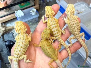 Bearded Dragon reptiles for sale: Super Citrus YELLOW US Bloodline - Advert 2