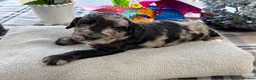 Cockapoo dogs for sale: 🐾❤️ Exceptional F1 Cockapoo Puppies ❤️🐾 - Advert 10