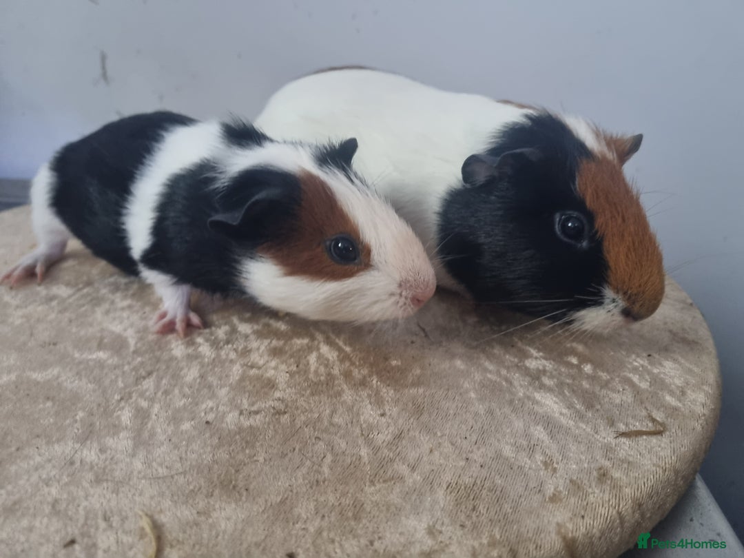 Guinea Pig rodents for sale: Pair of Male Guinea Pigs - Advert 4