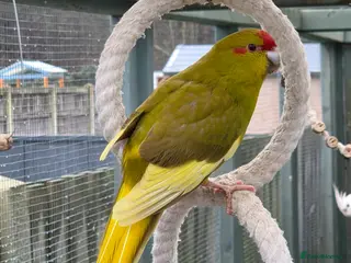 Parakeets birds Young Kakarikis For Sale - Advert 1