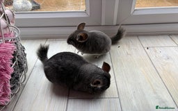 Chinchilla rodents for sale: Pair of Young Female Chinchillas - Image 3