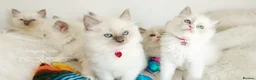 Ragdoll cats for sale: READY😻PURE BEAUTIFUL RAGDOLL 😻😻😻 - Advert 28