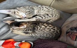 Savannah cats for sale: Savannah F4 girl kittens - Image 5