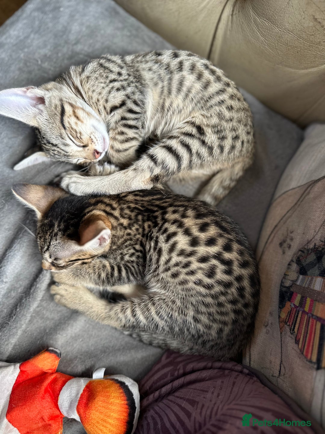 Savannah cats for sale: Savannah F4 girl kittens - Image 5