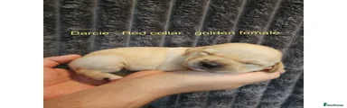 Labrador Retriever Puppy 6