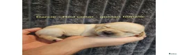 Labrador Retriever dogs for sale: Labrador retriever puppies for sale  - Advert 3