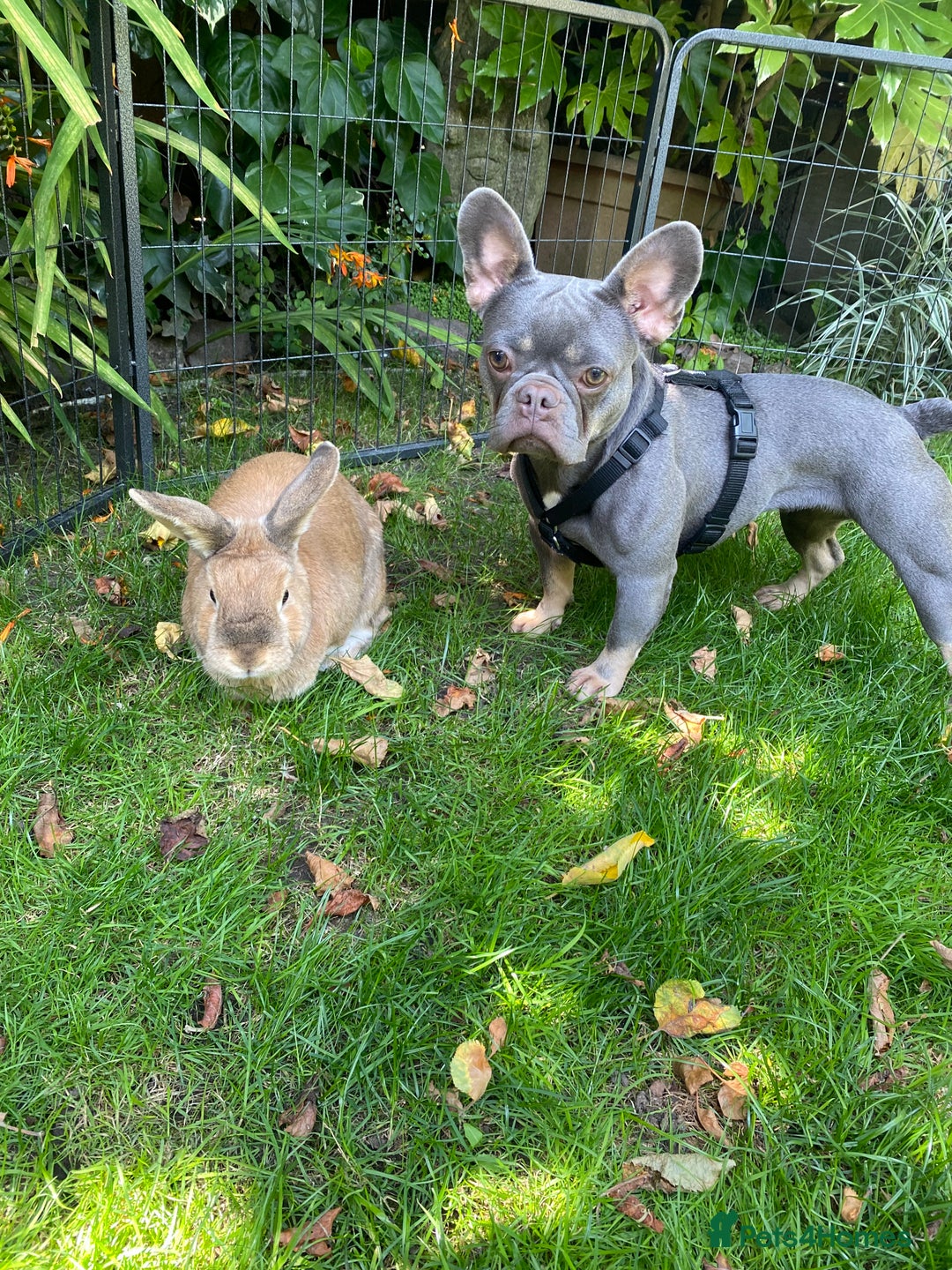 French Bulldog dogs for sale: Our Beautiful blue and tan girl needs rehoming - Advert 8