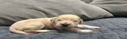 Double Doodle dogs for sale: Double Doodle puppies due August 2026 - Advert 10