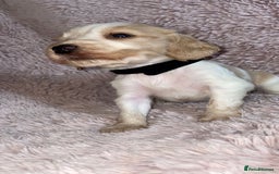 Cocker Spaniel dogs for sale: Stunning Cocker Spaniel Pups - Image 9