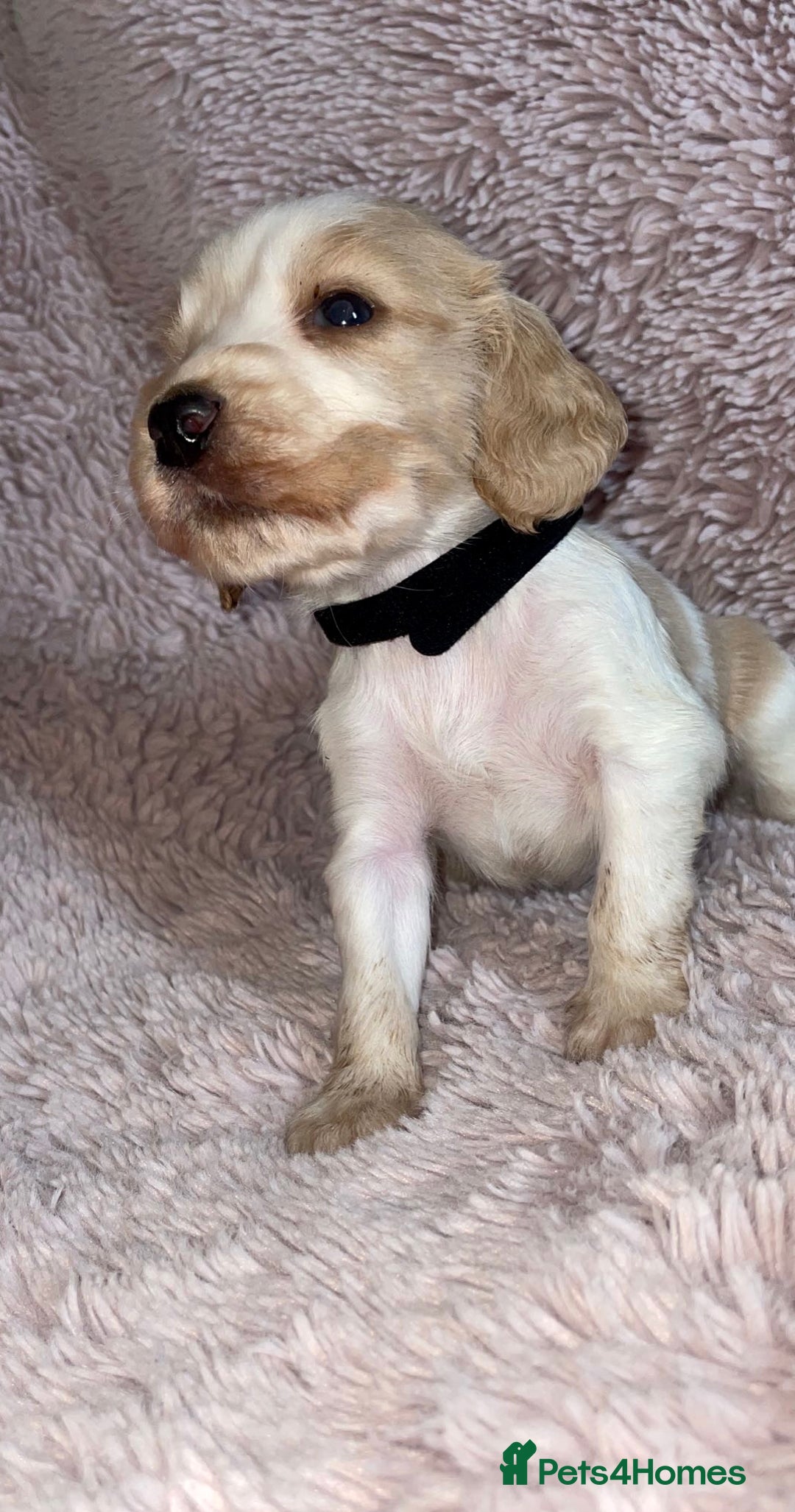 Cocker Spaniel dogs for sale: Stunning Cocker Spaniel Pups - Image 9