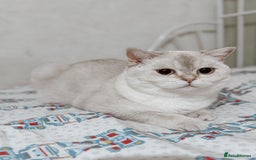 British Shorthair cats for sale: White britishshorthair female - Image 5