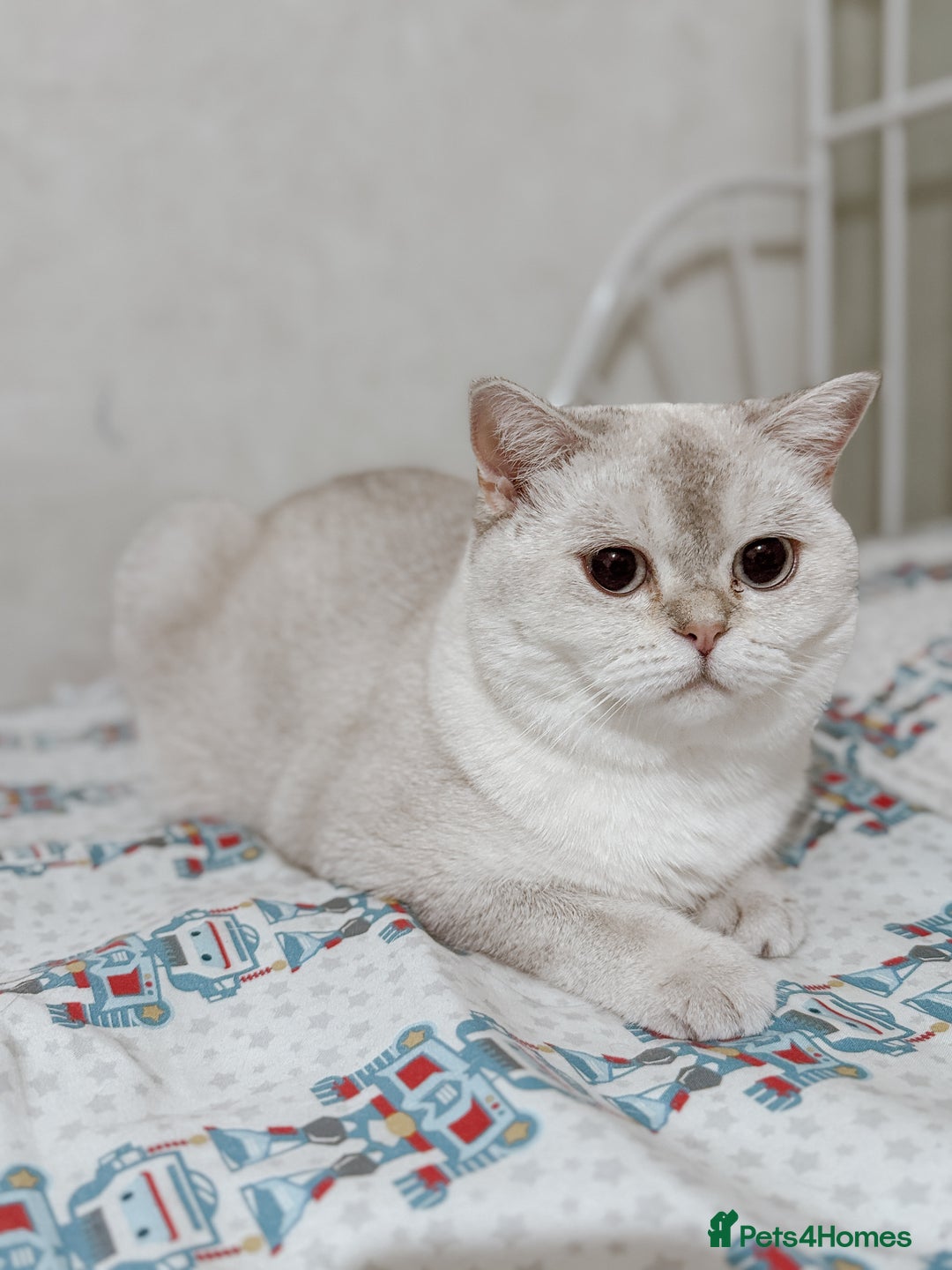British Shorthair cats for sale: White britishshorthair female - Image 5