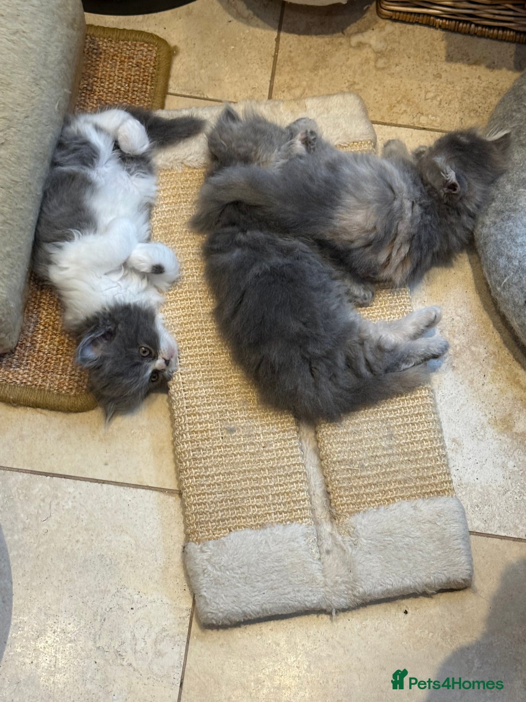Persian cats for sale: Himalayan Persians - Image 2