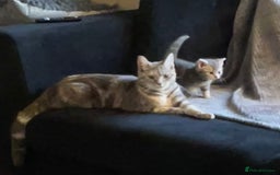 Mixed Breed cats for sale: Beautiful grey tabby  - Image 6