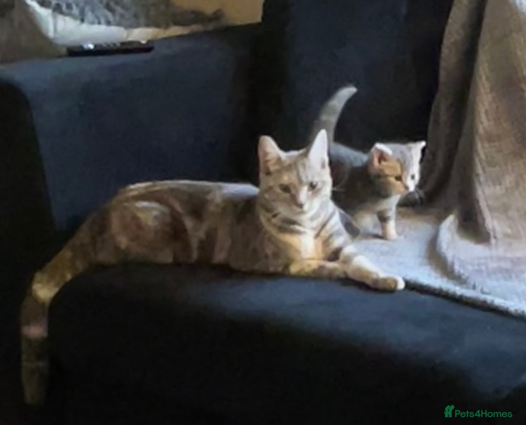 Mixed Breed cats for sale: Beautiful grey tabby  - Image 6