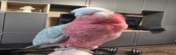 Parrots birds for sale: Galah Cockatoo Hand Reared  - Advert 11
