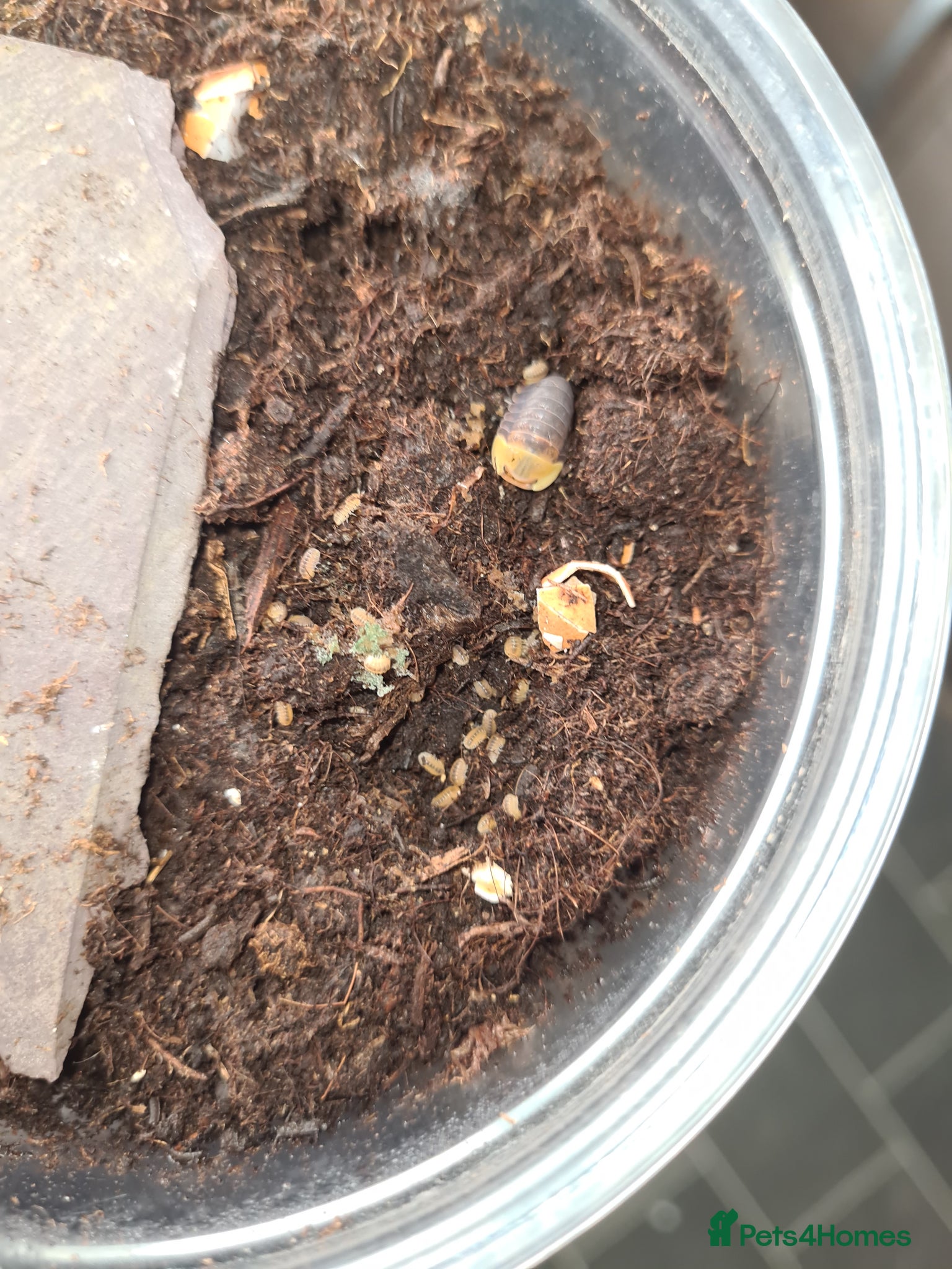 Isopods invertebrates Rubber ducky  - Advert 9