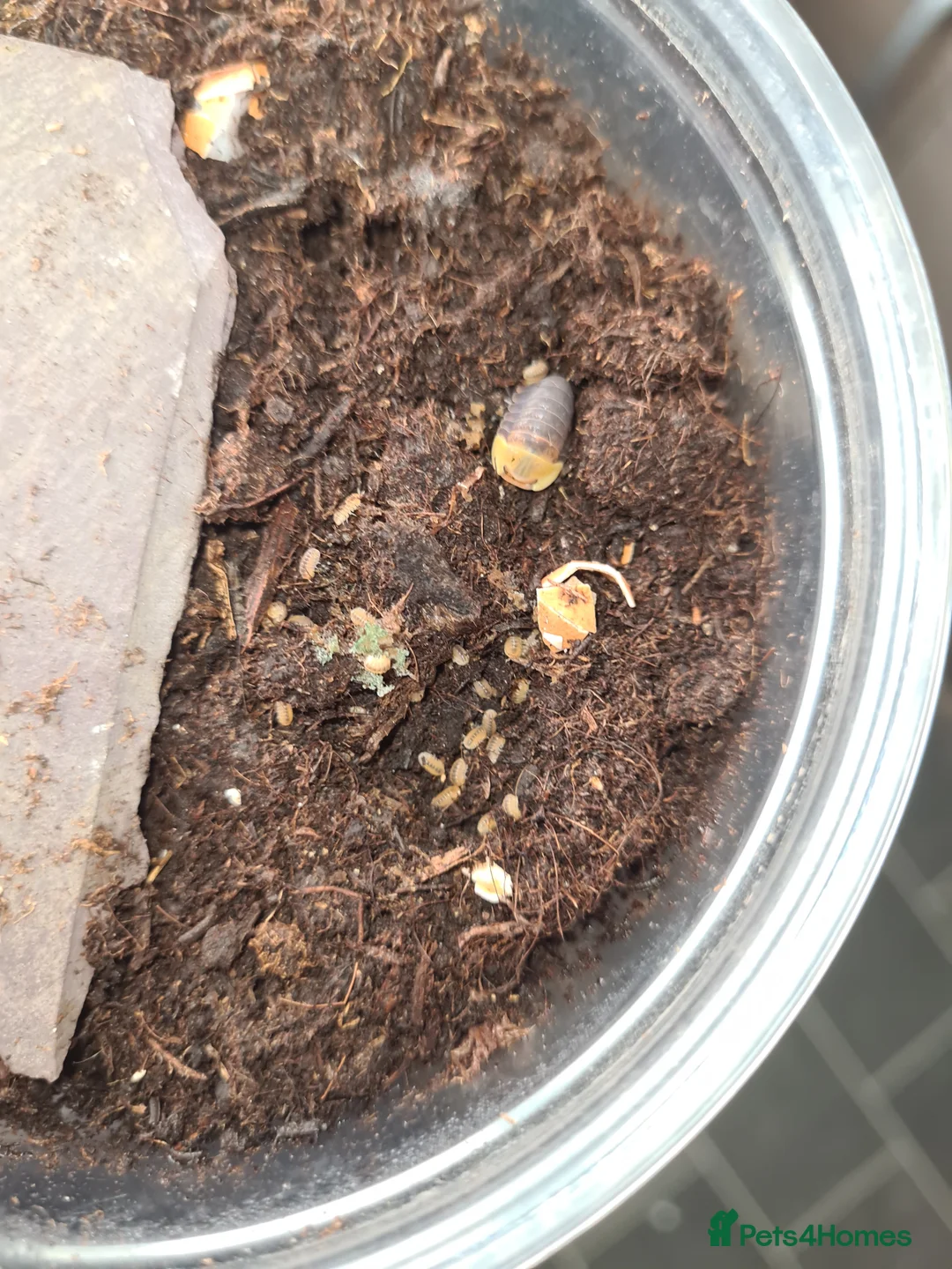 Isopods invertebrates for sale: Rubber ducky  in Barnsley - Advert 1