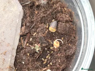 Isopods invertebrates Rubber ducky - Advert 5