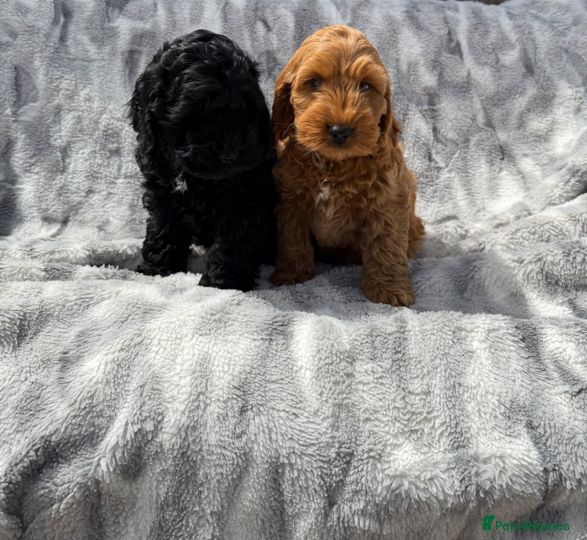 Cockapoo dogs F1 cockapoo puppies READY NOW - Advert 2