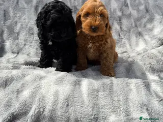 Cockapoo dogs F1 cockapoo puppies READY NOW - Advert 2