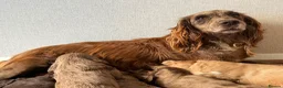 Cocker Spaniel dogs for sale: Cocker spaniel  in Lewes - Advert 8