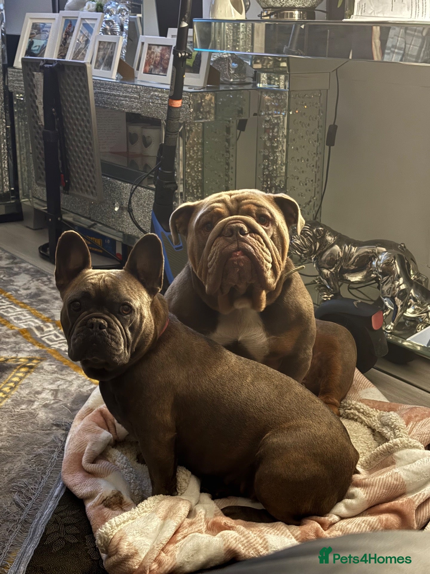 Mixed Breed dogs French cross British bulldog puppies  - Advert 14