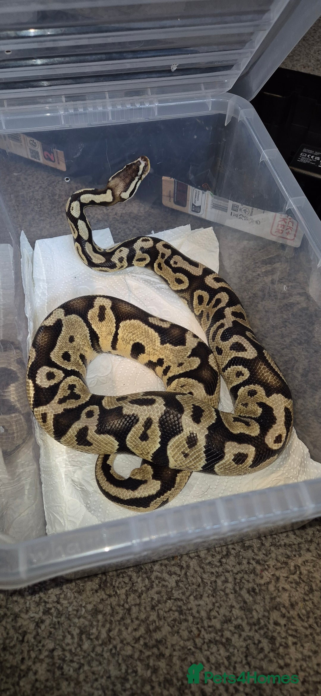 Python Snake reptiles for sale: 2 Royal Pythons  - Advert 6