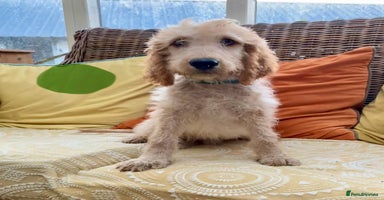 Irish Doodle dogs - Advert 10