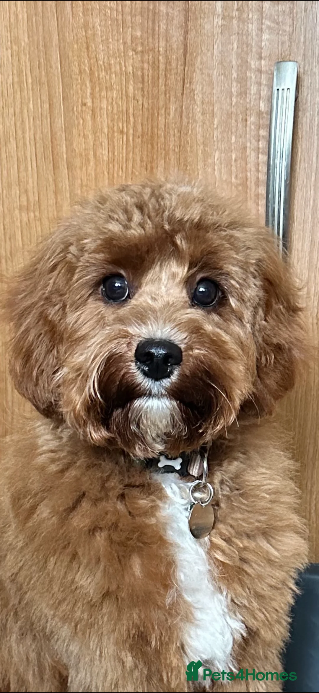 Cavapoo dogs for sale: 5 pups for sale - Advert 21