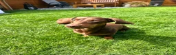 Dachshund dogs for stud: Ralph Chocolate Tan Miniature Dachshund for Stud  - Advert 4