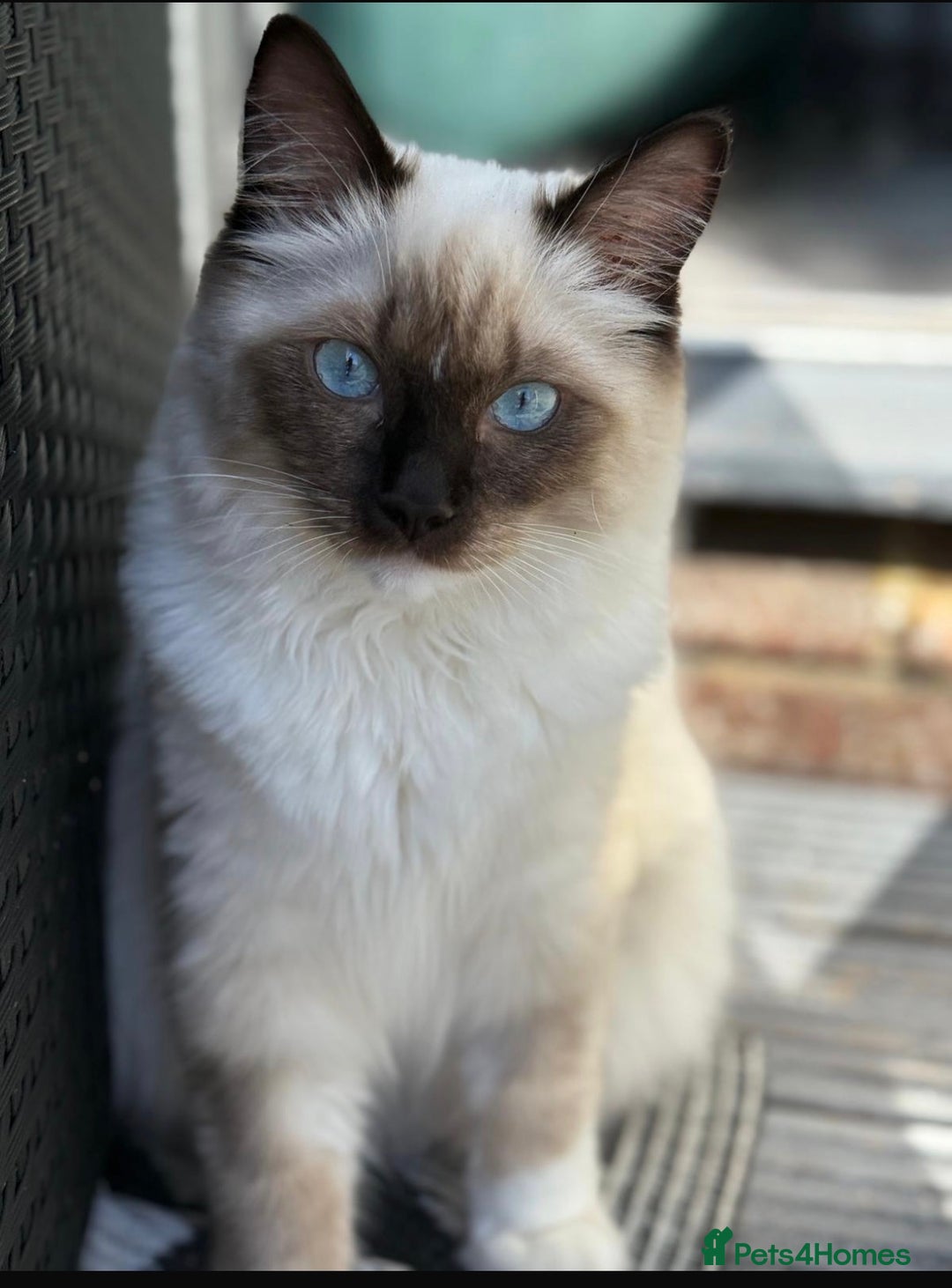 Ragdoll cats for sale: 11 month old ragdoll cat - Image 3