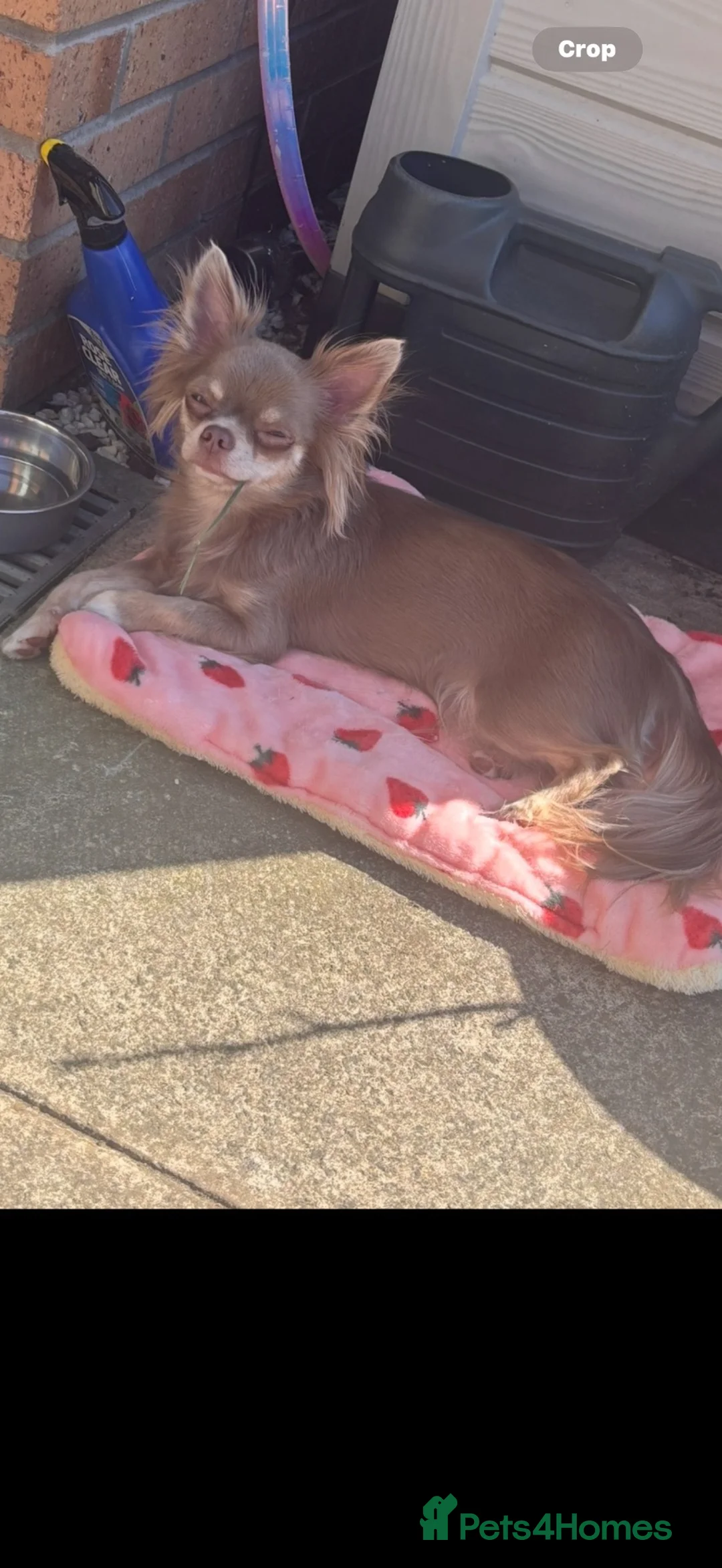 Chihuahua dogs for sale: Beautiful Longhair Chihuahuas  - Advert 1
