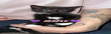 Maple