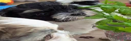 Havanese dogs for sale: Adorable Havanese Puppy Boy Available - Advert 10