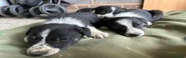 Border Collie 5