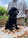 Labrador Retriever dogs Proper KC working Labradors. - Advert 2