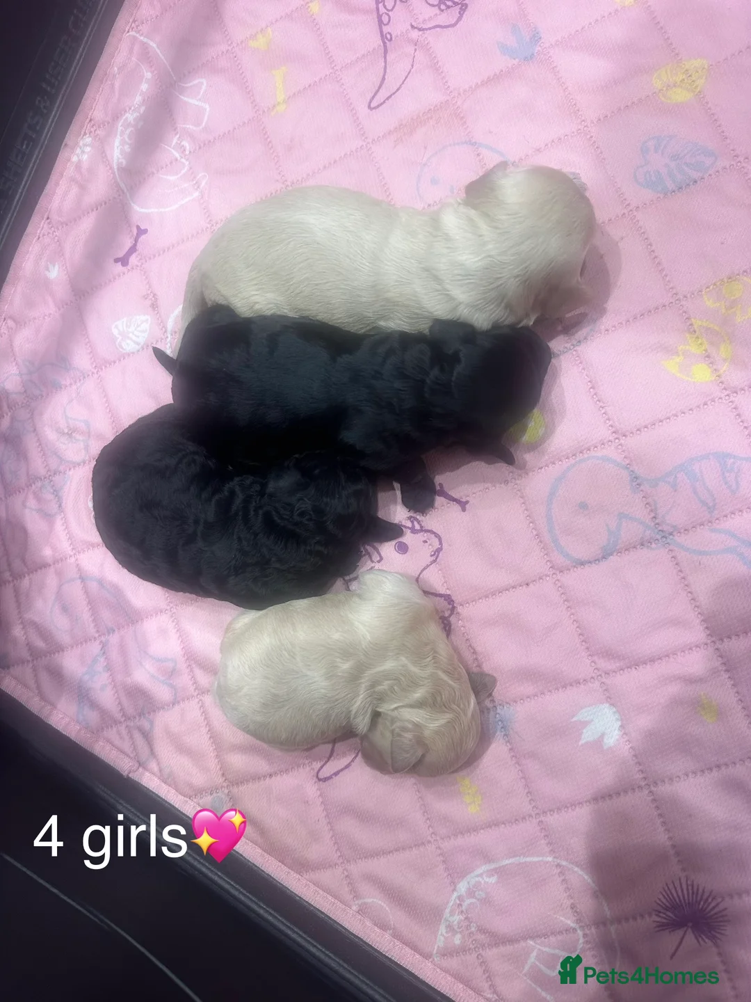 Cockapoo dogs for sale: F2 Cockapoo  - Advert 9