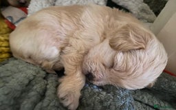 Mixed Breed dogs for sale: 2nd generation Yorkichons - Image 7