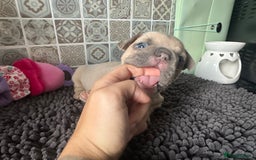 Mixed Breed dogs for sale: 5 week old Frenchie pups for sale - Image 1