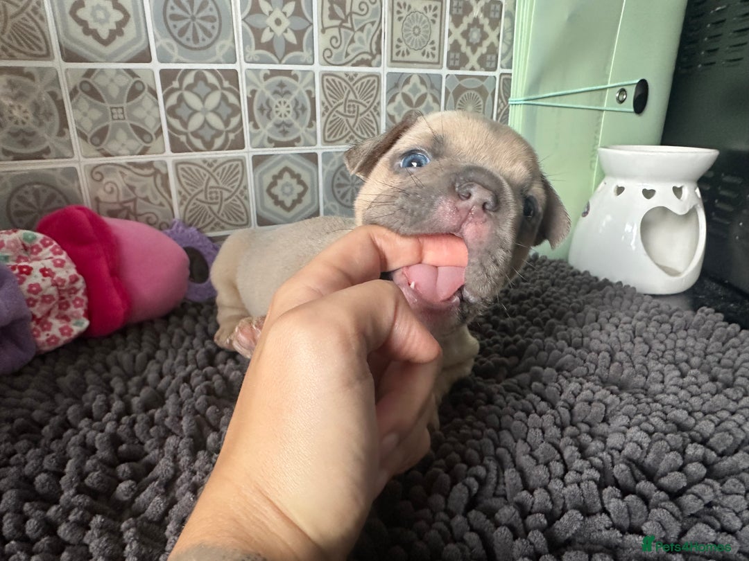 Mixed Breed dogs for sale: 5 week old Frenchie pups for sale - Image 1