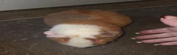Mixed Breed rodents for sale: Mixed guinea pigs  - Advert 9