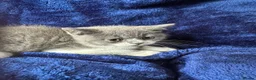 British Shorthair cats for sale: British shorthair kittens top pedigree ready now ! - Advert 10