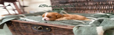 Cavalier King Charles Spaniel 2