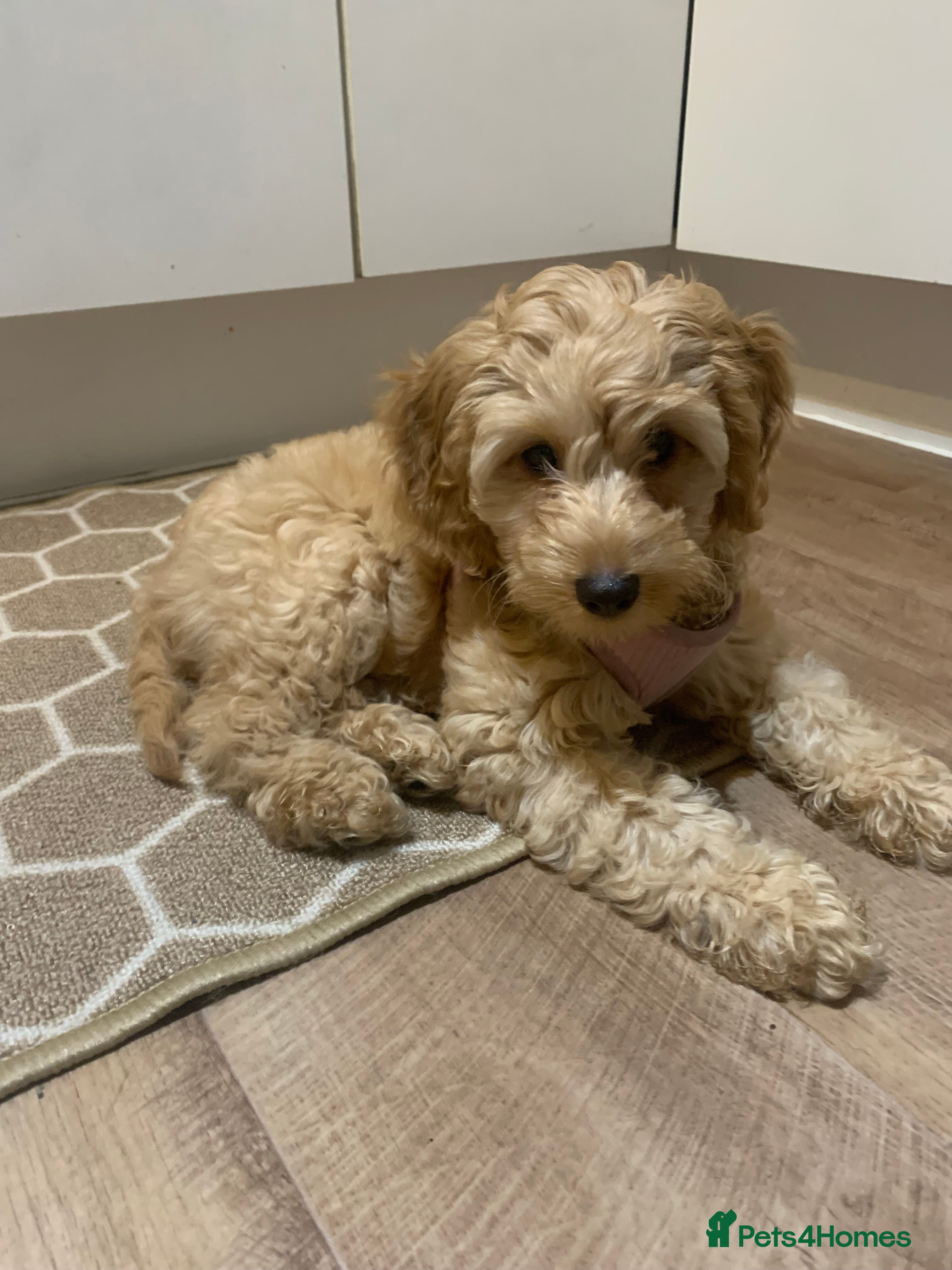 Cockapoo dogs Cockapoo - Advert 11