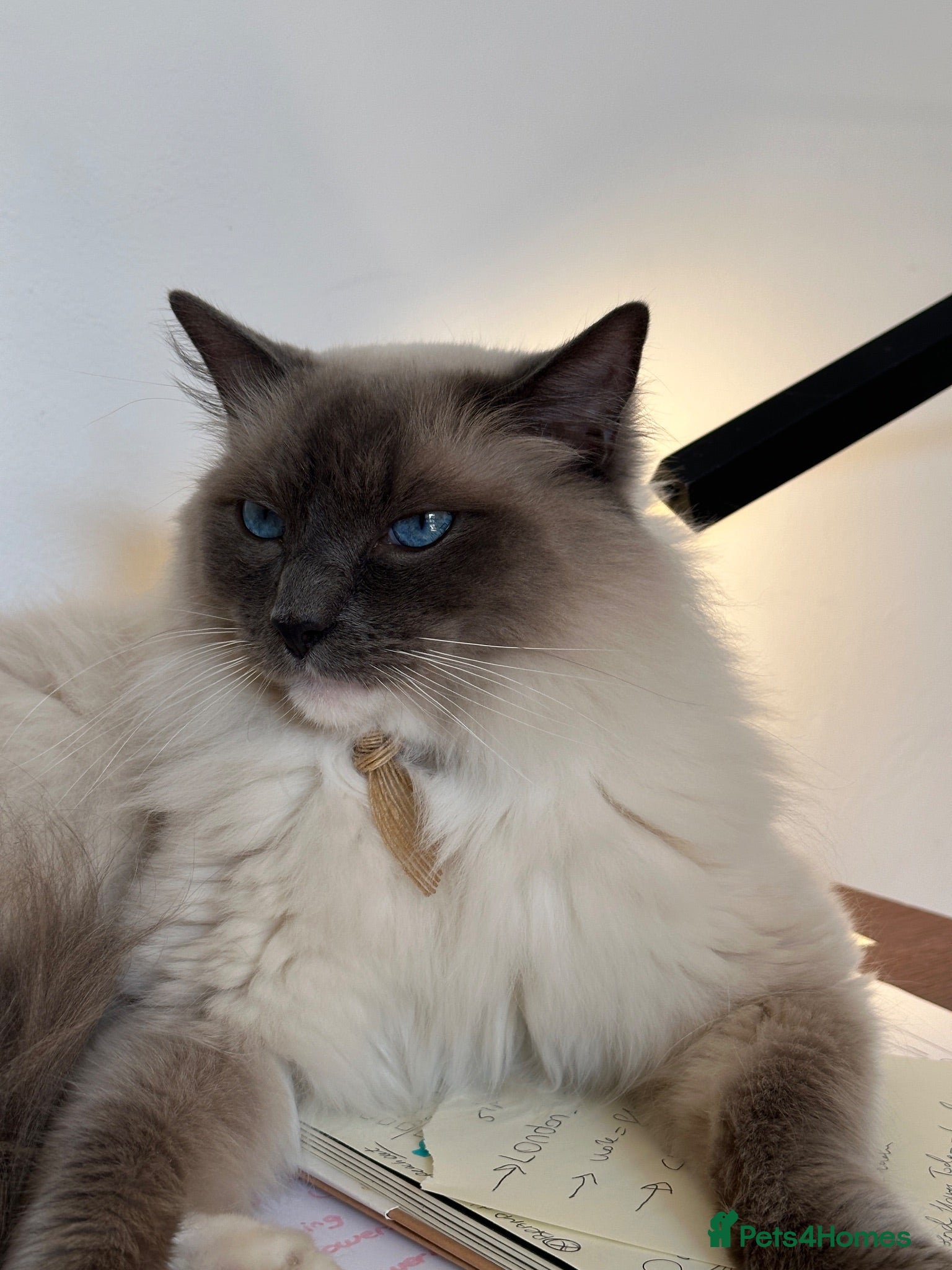 Ragdoll cats 5 years Ragdoll Male Cat Neutered loves Chicken - Advert 2