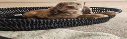 Cocker Spaniel dogs for sale: Rare Merle Coloured Working Type Cocker Spaniels - Advert 13